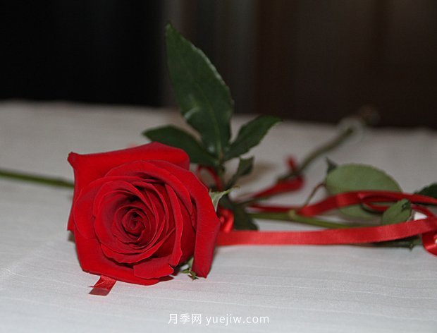 10個(gè)勤花抗病的優(yōu)秀月季品種推薦(圖2) 10個(gè)勤花抗病的優(yōu)秀月季品種推薦(圖2)