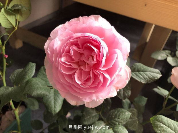 10個(gè)勤花抗病的優(yōu)秀月季品種推薦(圖3) 10個(gè)勤花抗病的優(yōu)秀月季品種推薦(圖3)