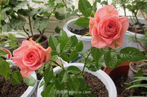 十款花期***長的微型月季品種，適合陽臺種植(圖9)