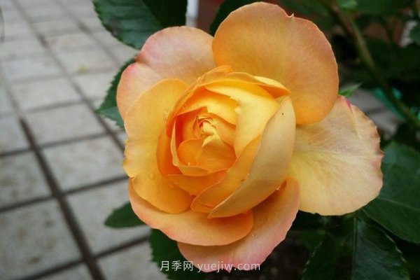 十款花期***長的微型月季品種，適合陽臺種植(圖7)