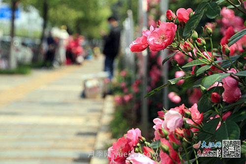江西南昌350萬株月季盛開，美爆洪城街頭(圖1)