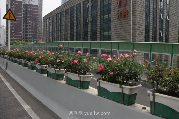 上海打造百條花道，屬于月季的***美賞花季來了(圖5)