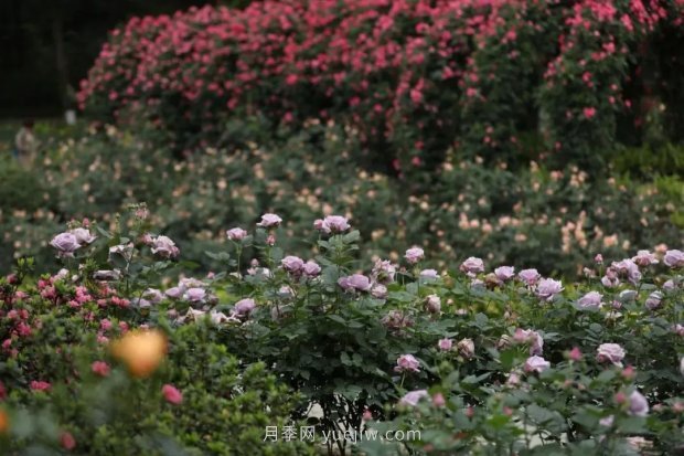 成都植物園也有月季園了，超美盛花期來啦(圖4)
