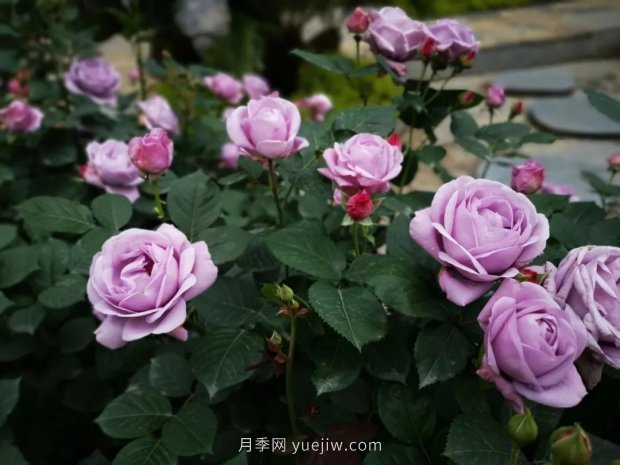 成都植物園也有月季園了，超美盛花期來啦(圖12)