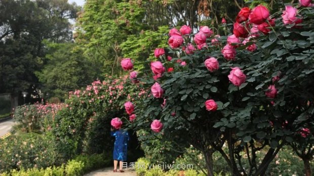成都植物園也有月季園了，超美盛花期來啦(圖2)