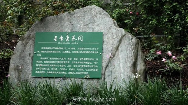 成都植物園也有月季園了，超美盛花期來啦(圖1)