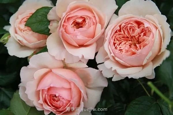 成都植物園也有月季園了，超美盛花期來啦(圖11)
