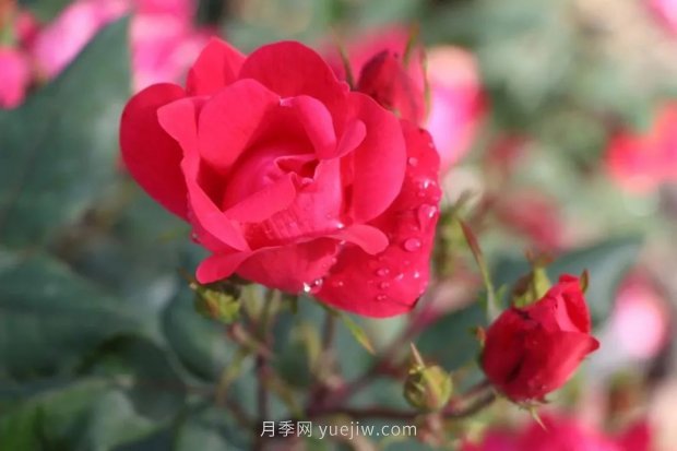 成都植物園也有月季園了，超美盛花期來啦(圖9)