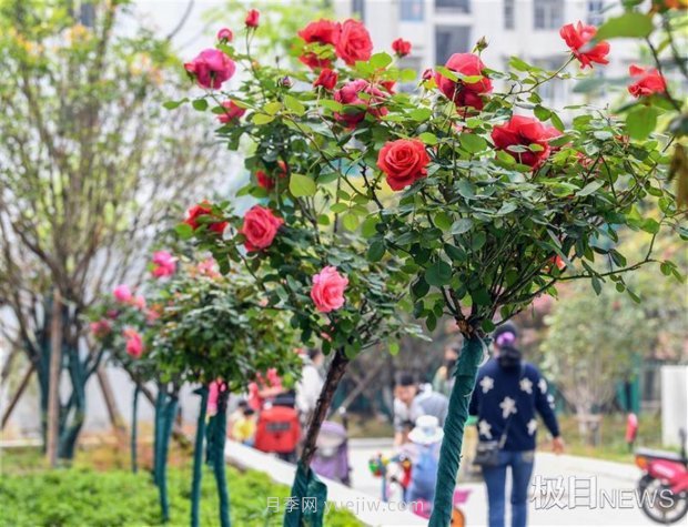 早開(kāi)5天，武漢月季提前步入花海檔期(圖4)