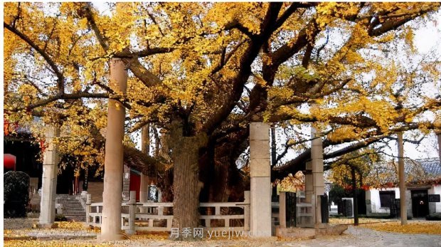 哪些珍貴的樹種沒有被園林行業(yè)注意到？(圖2)