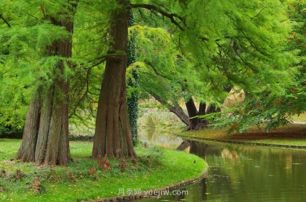 哪些珍貴的樹種沒有被園林行業(yè)注意到？(圖5)