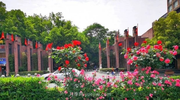 四月盛放的月季時間，湖北宜昌給你的專屬浪漫花園(圖5)
