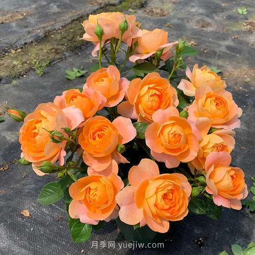 推薦5個微型月季品種，株型小開花多是陽臺盆栽佳品(圖1)