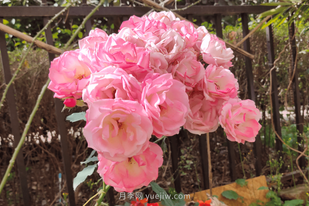 推薦4個(gè)適合新花友種植的藤本月季品種，長(zhǎng)勢(shì)強(qiáng)勁開(kāi)花量大(圖3)