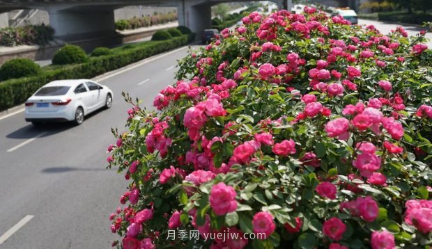 鄭州第二十七屆月季花展24日開(kāi)幕，春季花展壓軸戲登場(chǎng)！(圖2)
