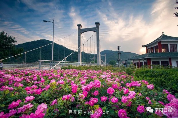 第十二屆南陽月季花會4月29日開幕，花事活動提前報(圖3)