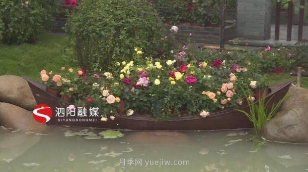 第十一屆中國月季展覽會：走進淮安展園(圖3)