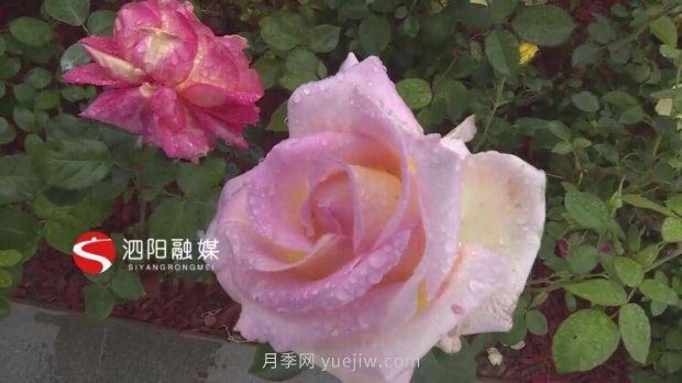 第十一屆中國月季展覽會：走進淮安展園(圖4)
