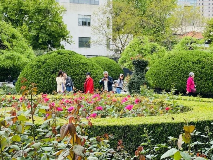 上海復興公園月季園，月季花開獻給市民的視覺盛宴(圖4)