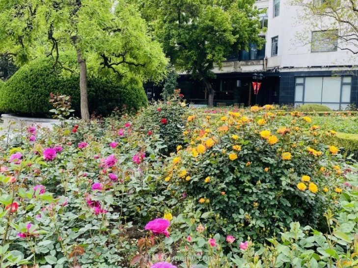 上海復興公園月季園，月季花開獻給市民的視覺盛宴(圖5)