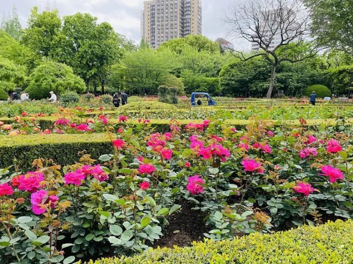 上海復興公園月季園，月季花開獻給市民的視覺盛宴(圖3)