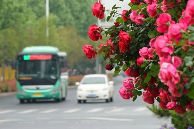 滿城飄香賞月季，月季花開驚艷了四月的鄭州(圖3)