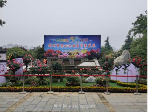 滿城飄香賞月季，月季花開驚艷了四月的鄭州(圖6)