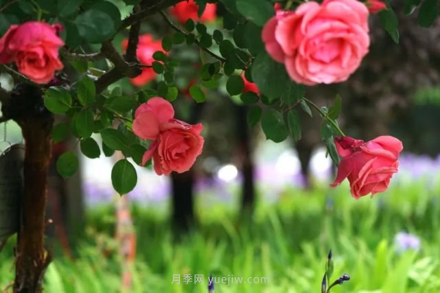 滿城飄香賞月季，月季花開驚艷了四月的鄭州(圖1)