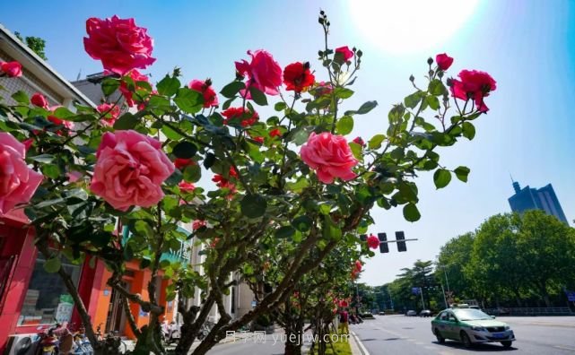 滿城飄香賞月季，月季花開驚艷了四月的鄭州(圖4)