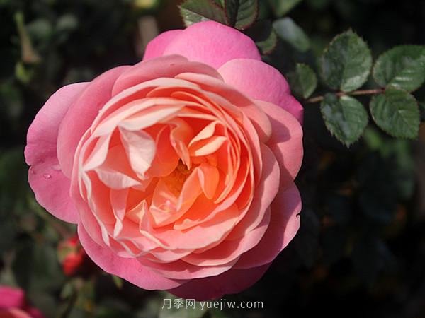 月季花敗謝的比較快，是什么原因？(圖1)