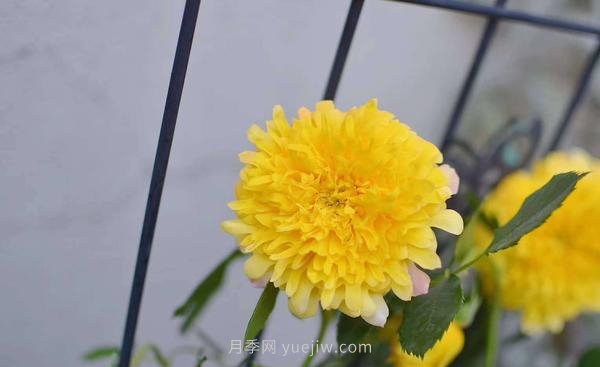 像秋菊的大花月季—“煙花波浪月季”(圖1)