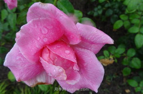 南陽月季花，長得好看，想養(yǎng)好要學(xué)會(huì)的小技巧(圖1)