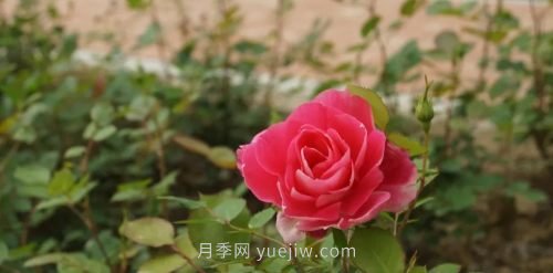 咸陽4A級景區(qū)級別月季園，五一假期游玩就要去(圖5)