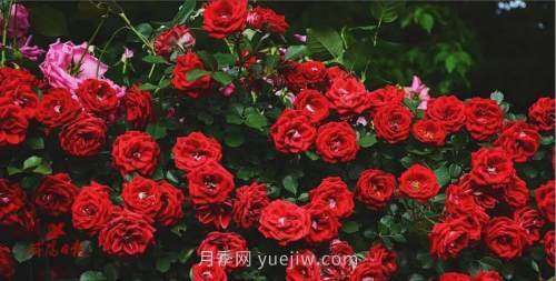 咸陽4A級景區(qū)級別月季園，五一假期游玩就要去(圖4)