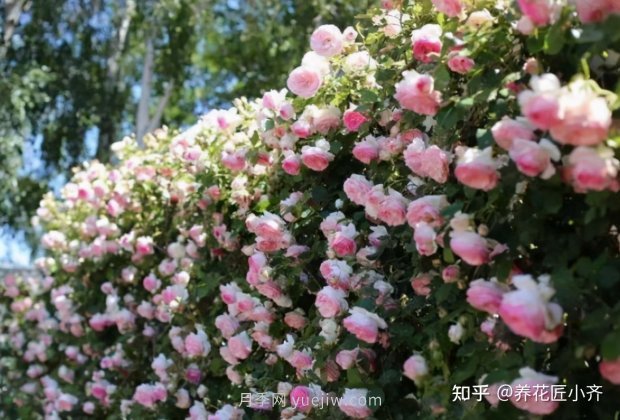 推薦4款月季品種，輕松打造小型月季花墻(圖4)