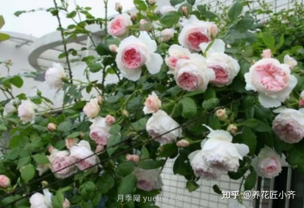 推薦4款月季品種，輕松打造小型月季花墻(圖3)