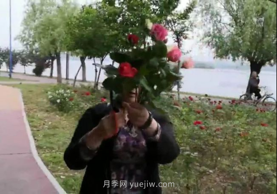 南陽月季“剪花姐”被處罰，罰款后保證以后再不犯(圖1)