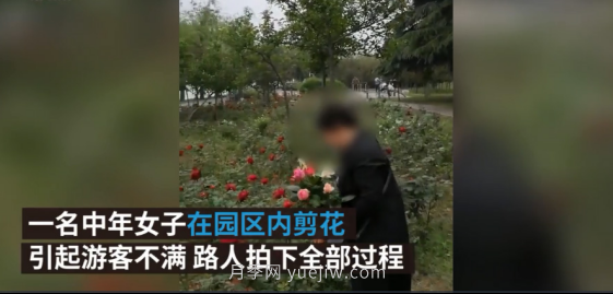 南陽月季“剪花姐”被處罰，罰款后保證以后再不犯(圖2)