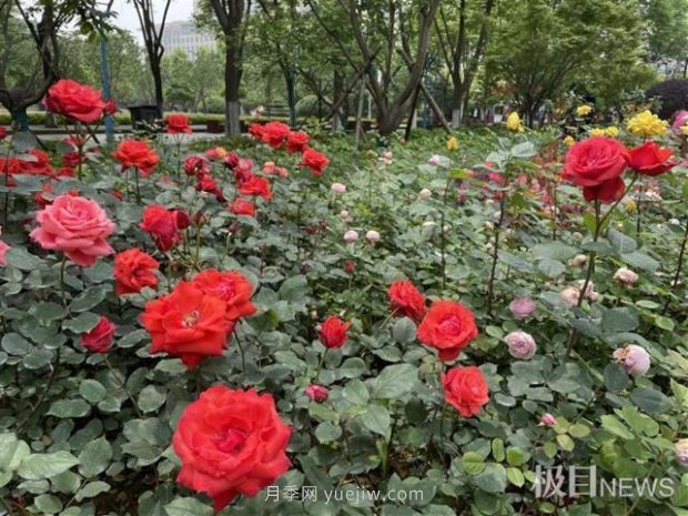 大武漢美！武漢滿城月季流淌幸福的浪漫(圖7)
