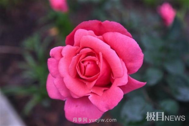 大武漢美！武漢滿城月季流淌幸福的浪漫(圖10)