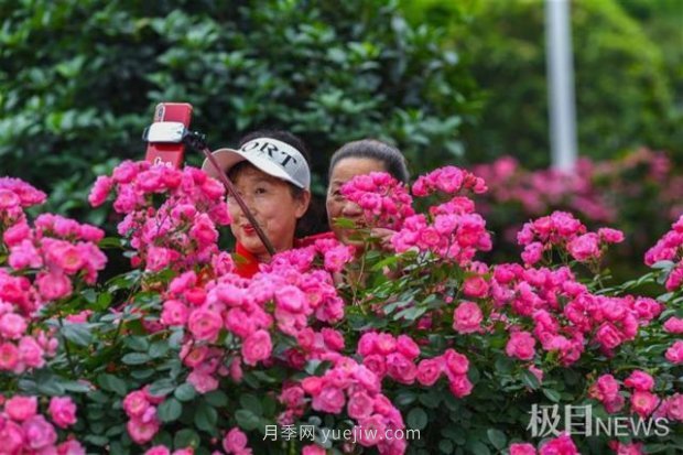 大武漢美！武漢滿城月季流淌幸福的浪漫(圖9)