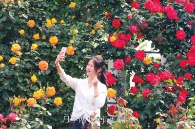 打造市花月季花海！鄭州要用三年時(shí)間建設(shè)月季花城(圖2)