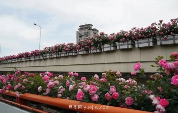 上海城市高架變“花路”，這些月季進(jìn)入盛花期啦！(圖1)