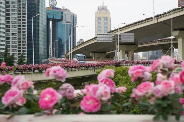 上海城市高架變“花路”，這些月季進(jìn)入盛花期啦！(圖2)