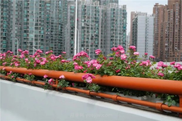 上海城市高架變“花路”，這些月季進(jìn)入盛花期啦！(圖4)