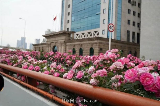 上海城市高架變“花路”，這些月季進(jìn)入盛花期啦！(圖3)