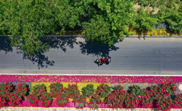 2185萬(wàn)株市花月季盛開(kāi)！請(qǐng)叫鄭州“月季花城”(圖6)