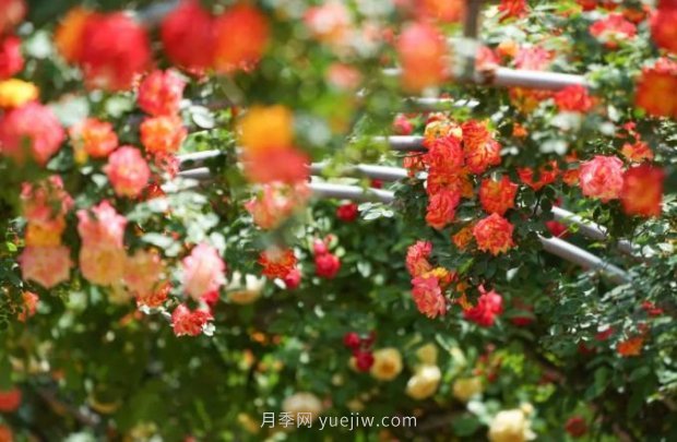 2185萬(wàn)株市花月季盛開(kāi)！請(qǐng)叫鄭州“月季花城”(圖4)