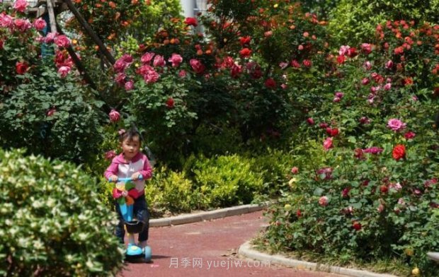 2185萬(wàn)株市花月季盛開(kāi)！請(qǐng)叫鄭州“月季花城”(圖5)