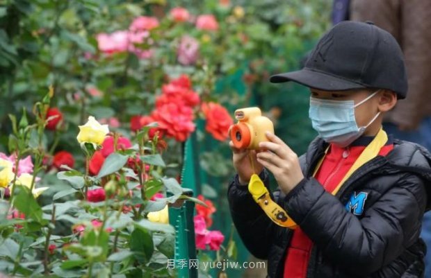 2185萬(wàn)株市花月季盛開(kāi)！請(qǐng)叫鄭州“月季花城”(圖1)